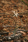 Caladenia aff. polychroma