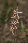 Caladenia cairnsiana x polychroma