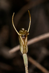 Pterostylis aff. nana