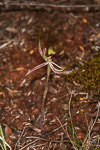 Caladenia attingens subsp. gracillima