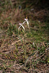 Caladenia cruscula