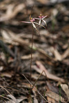 Caladenia aff. x exoleta