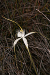 Caladenia longicauda subsp crassa