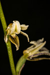Prasophyllum cyphochilum