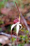 Caladenia behrii