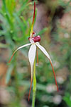 Caladenia behrii