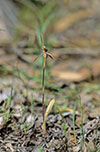 Caladenia gladiolata