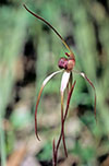 Caladenia colorata