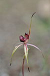 Caladenia reticulata