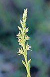 Prasophyllum fitzgeraldii