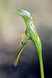 Pterostylis plumosa