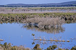 Murray Lagoon (Kangaroo Island)