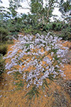 Conospermum brachyphyllum